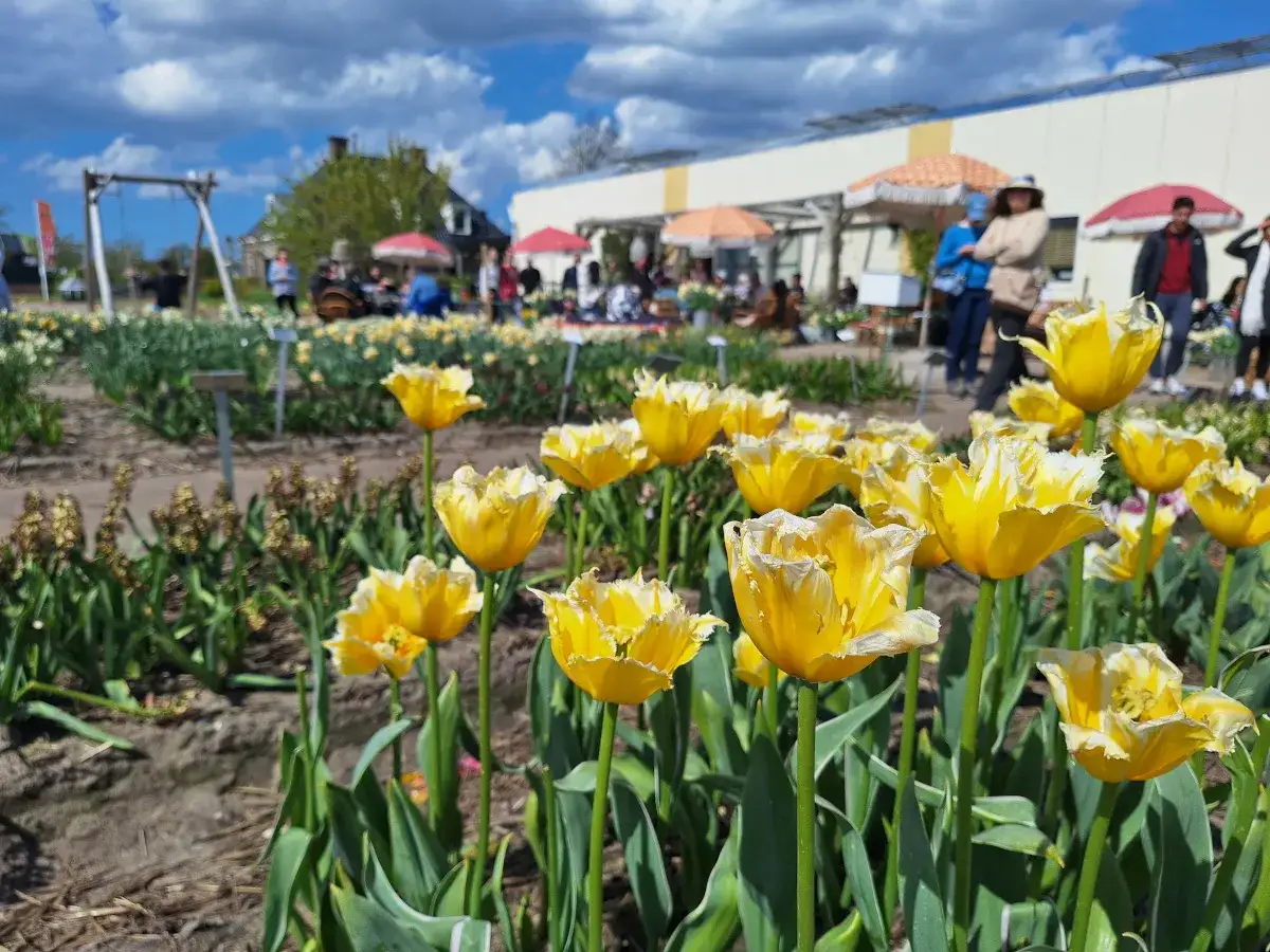 Keukenhof kiedy najlepiej jechać, aby zobaczyć tulipany w pełnym rozkwicie