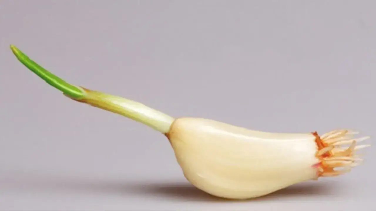 Czy można sadzić kiełkujący czosnek? Odkryj najlepsze praktyki sadzenia