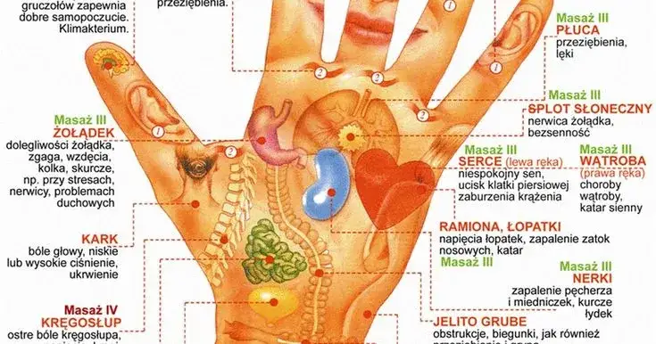 Akupresura dłoni: Mapa zdrowia i ulga w dolegliwościach