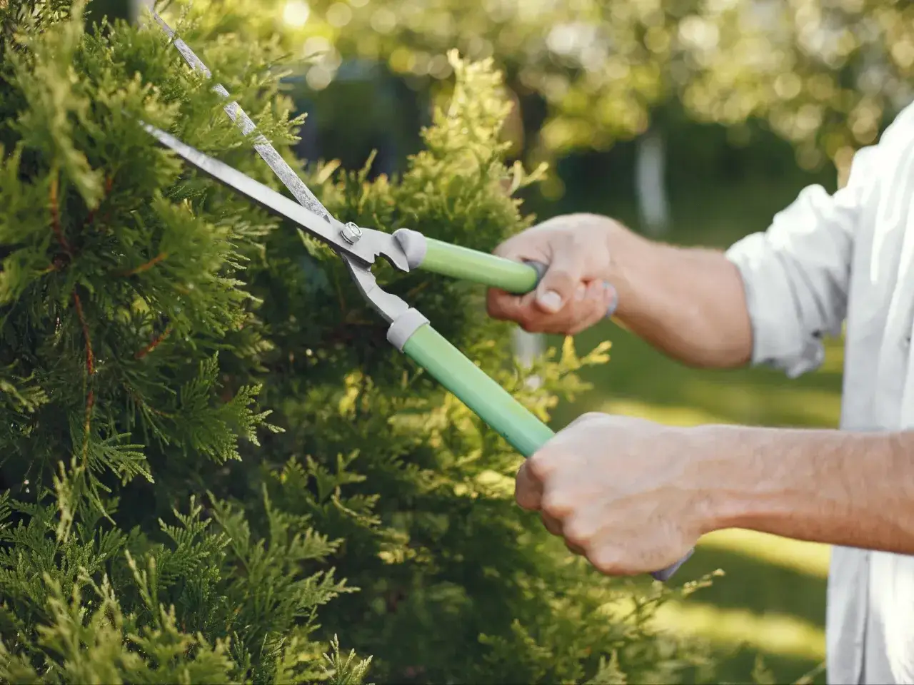 Przycinanie tui: Kiedy, jak, czym? Gęste i zdrowe tuje!