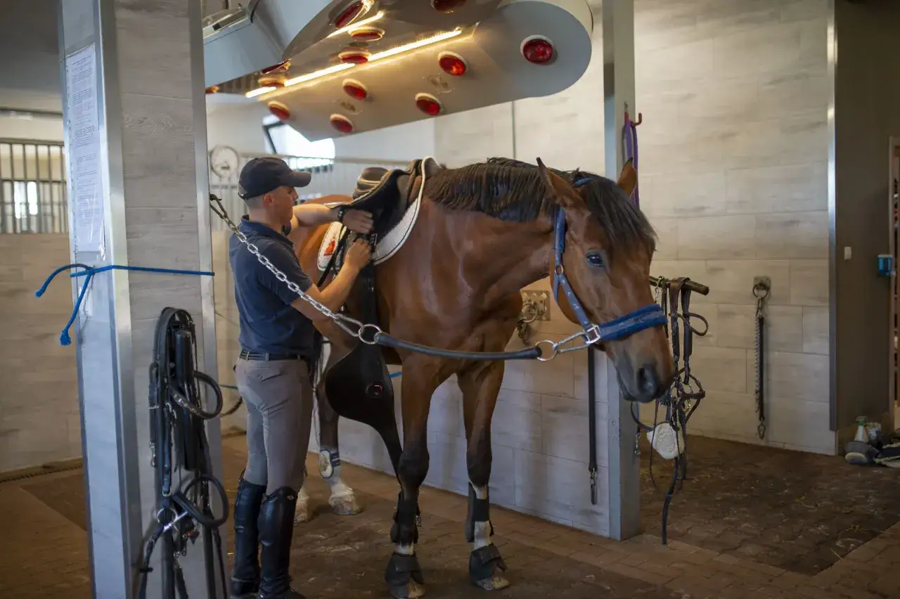 Stadnina koni Krosno - najlepsze stajnie i ich wyjątkowe oferty