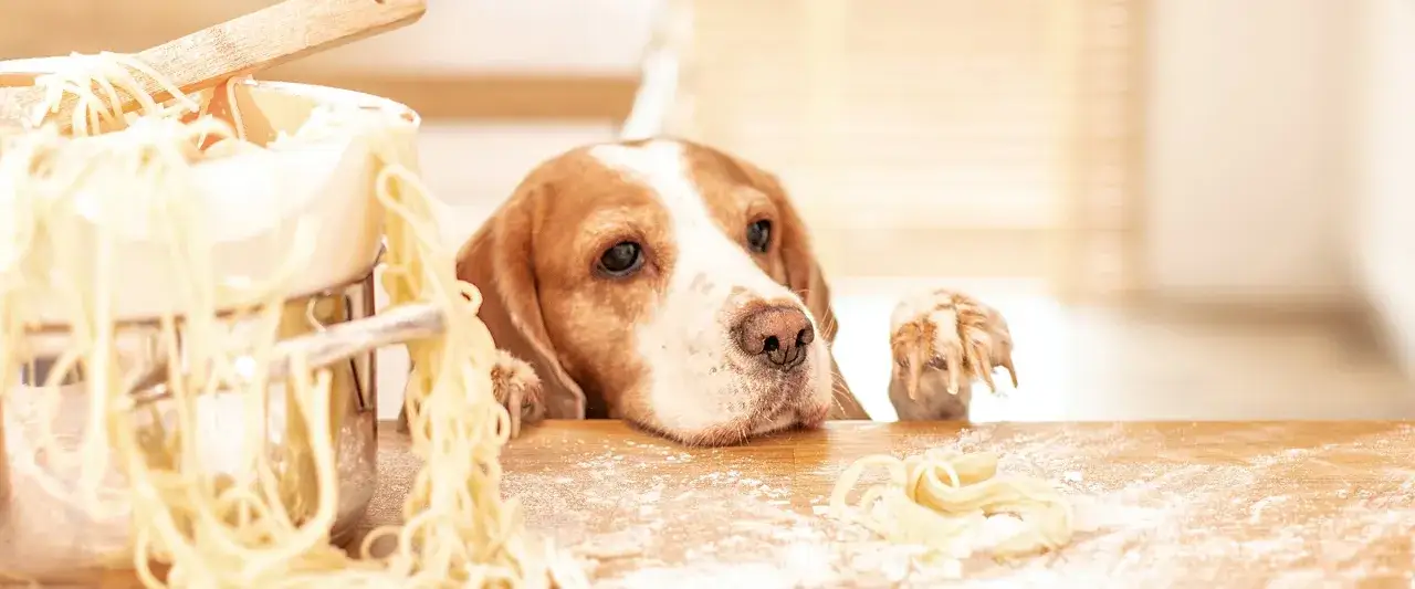 Czy pies może jeść makaron? Odkryj, co musisz wiedzieć o zdrowiu psa