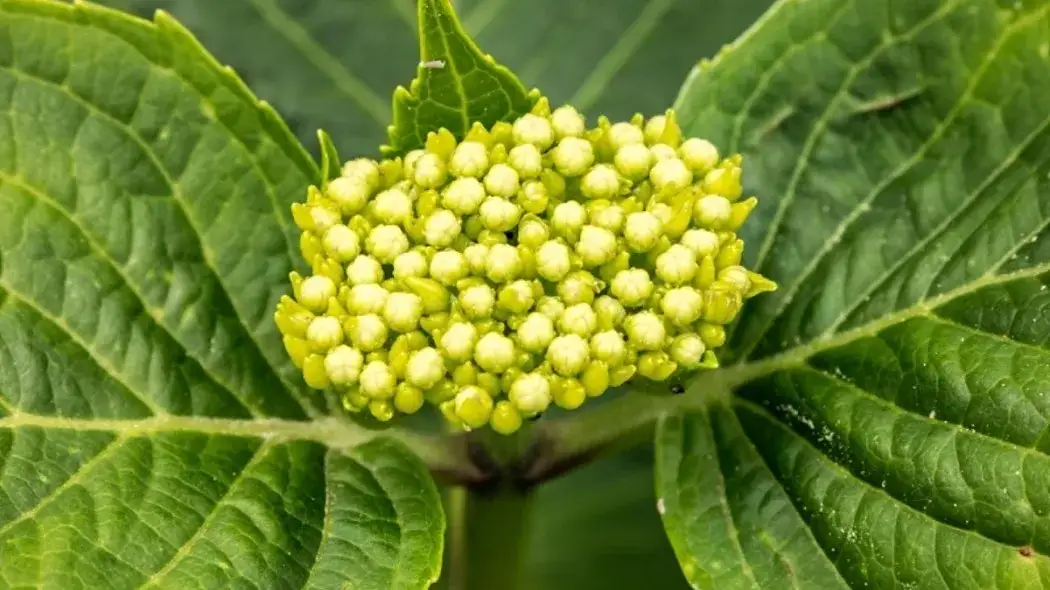 Dlaczego hortensja nie kwitnie? Oto najczęstsze przyczyny braku kwiatów