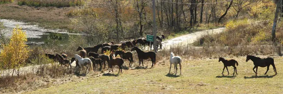 Najlepsze stadniny koni w Nowej Hucie - jazda konna dla każdego