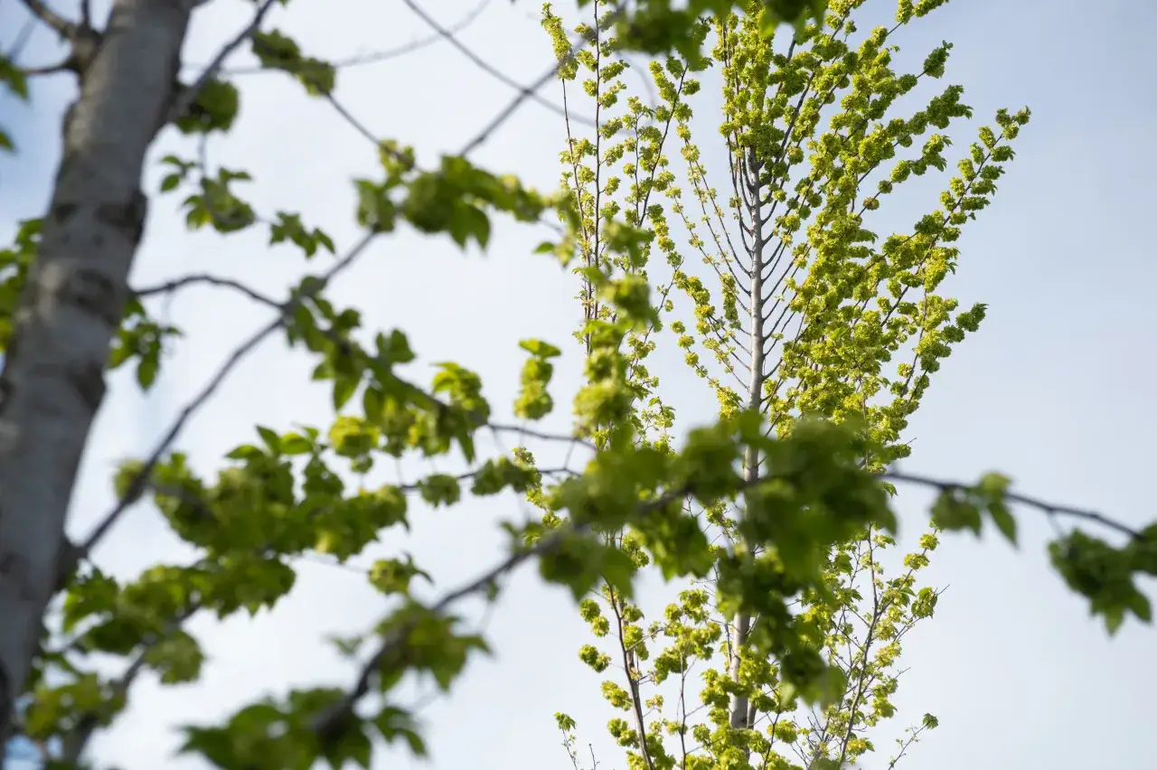 Drzewa na osiedle: Wybierz gatunki odporne na miejskie wyzwania!