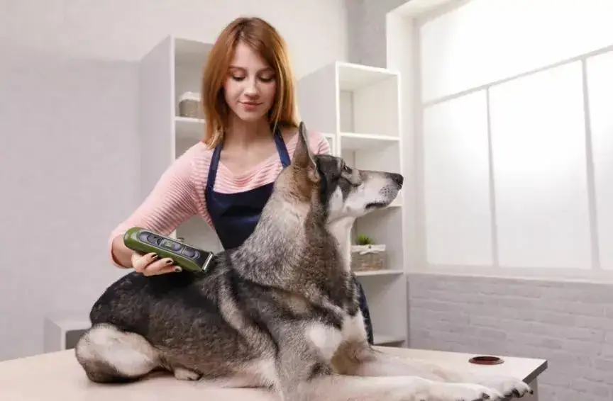 Czy sierść psa odrasta po strzyżeniu? Sprawdź, co musisz wiedzieć