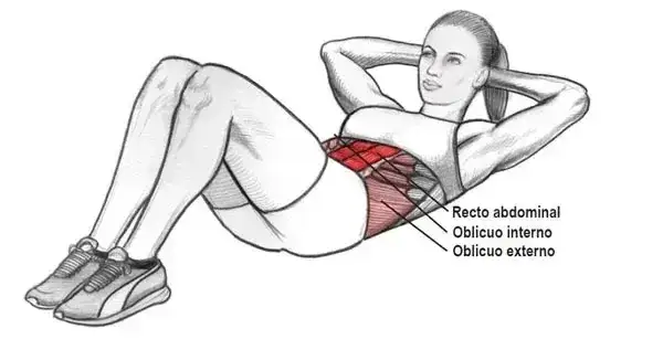 Los secretos de los músculos abdominales: tipos, funciones y ejercicios