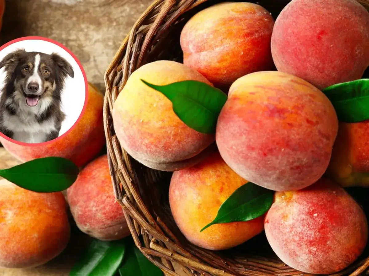 Czy psy mogą jeść brzoskwinie? Bezpieczne przysmaki czy ryzyko?