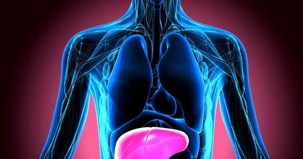 Gdzie leży wątroba i trzustka? Odkryj ich tajemnice i funkcje