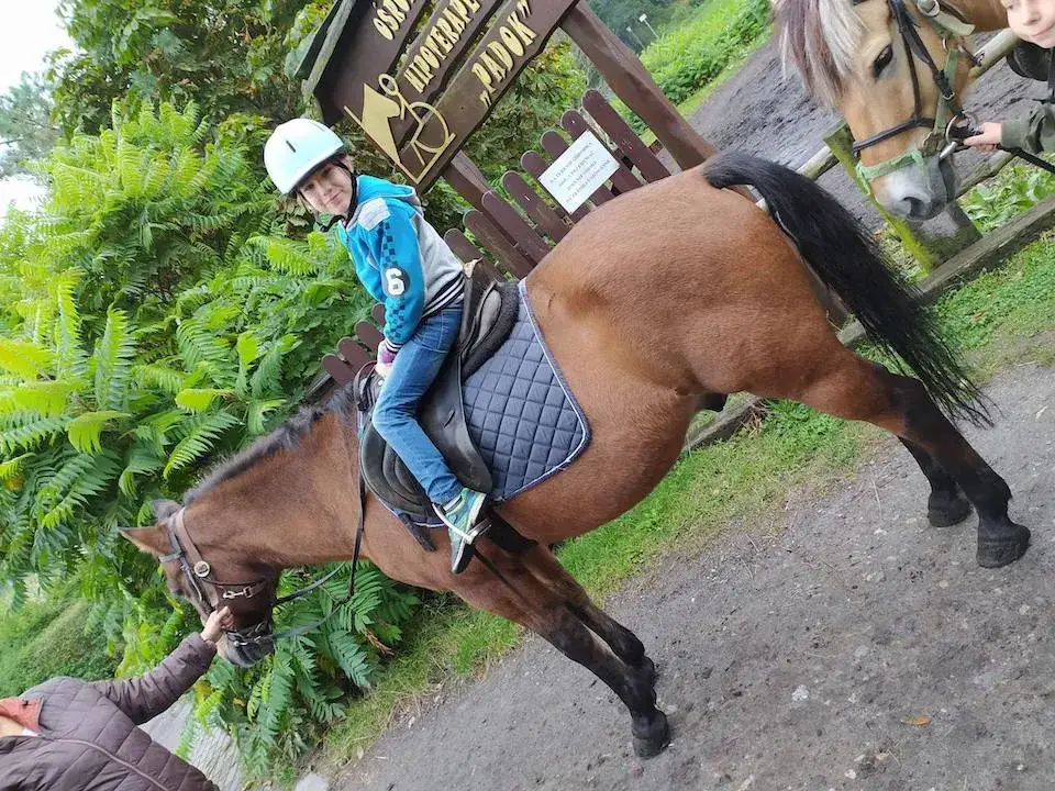 Hipologia i jeździectwo Katowice - skuteczne terapie i nauka jazdy