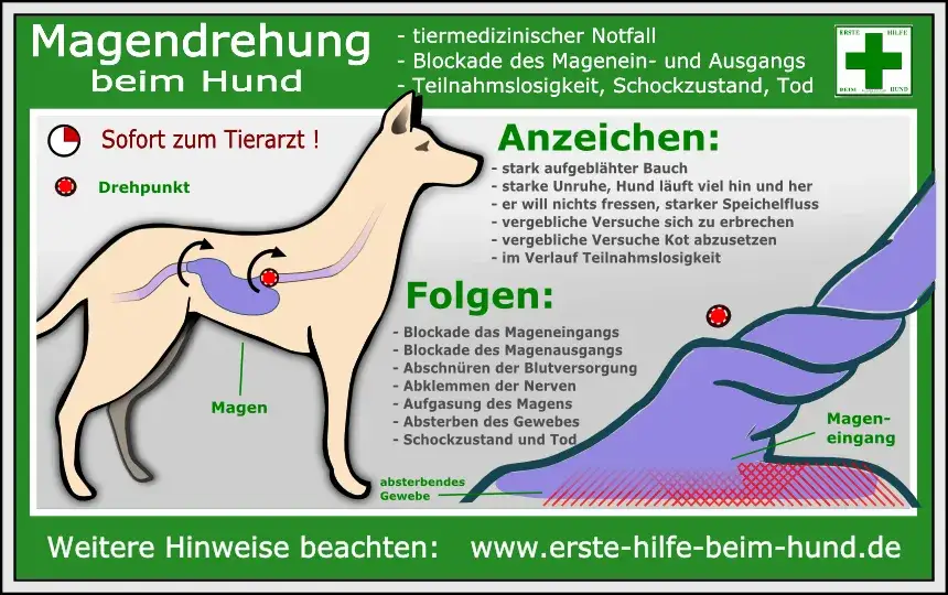 Wann schläfert Tierarzt Hund ein? Wichtige Hinweise und Anzeichen