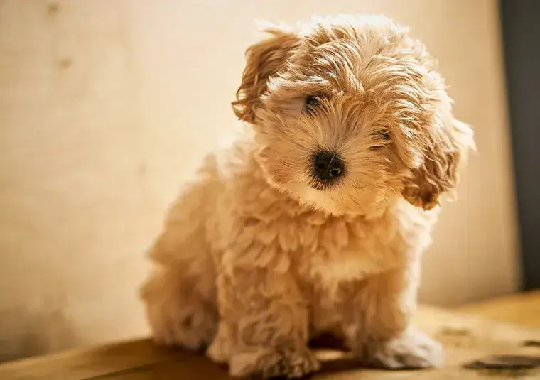 Psy jak pluszowy miś rasa – urocze i przyjazne towarzysze dla Ciebie