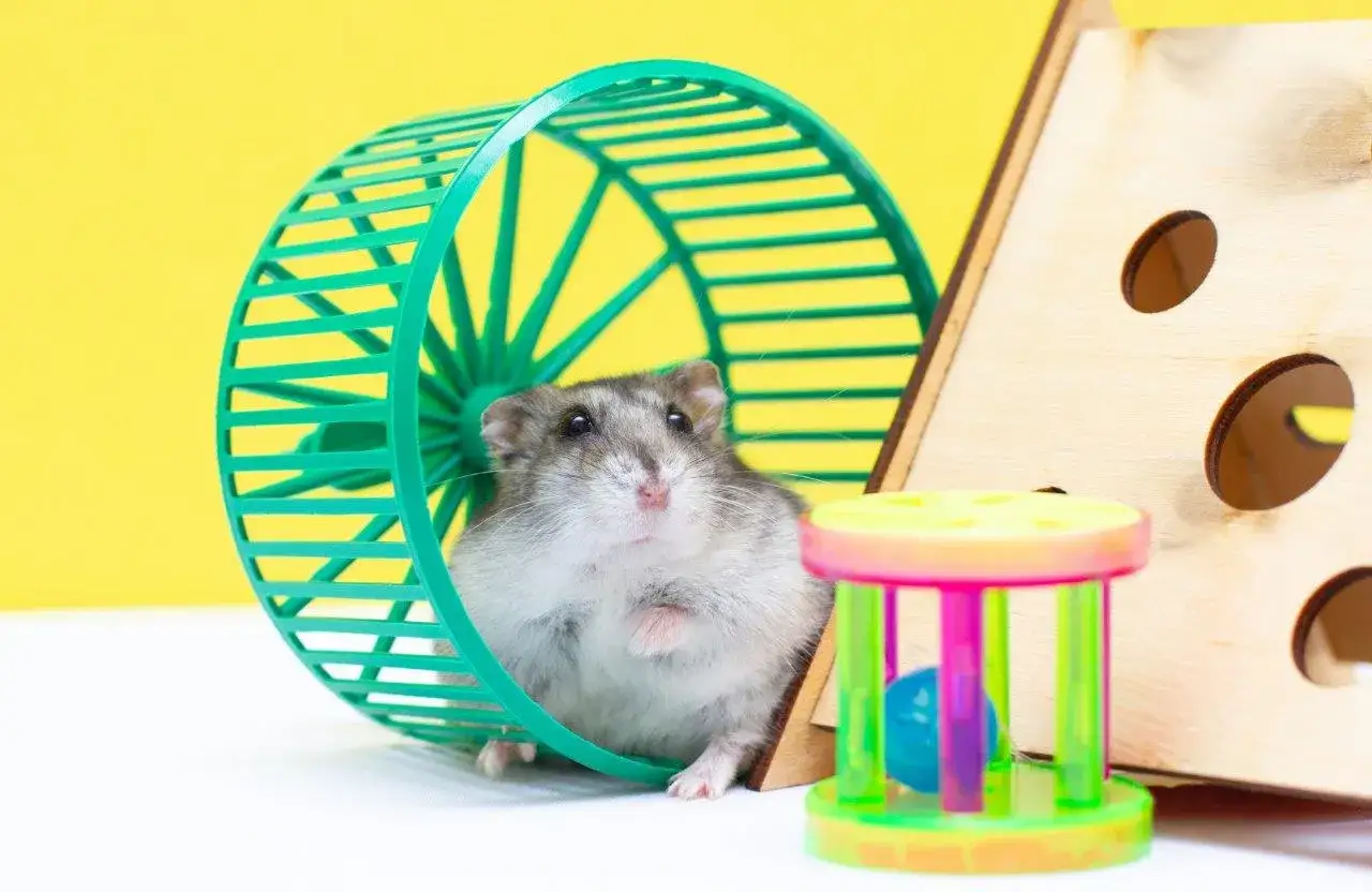 Chomik w kołowrotku, gotowy do biegu. Obok kolorowa zabawka i drewniany domek.