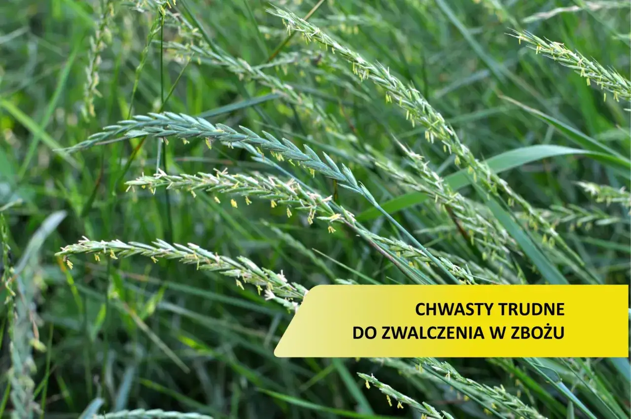 Zielone źdźbła traw, niektóre z kłoskami, tworzą gęsty łan. Wśród nich widoczny jest żółty prostokąt z napisem "CHWASTY TRUDNE DO ZWALCZENIA W ZBOŻU".