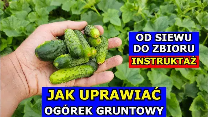 Jak uprawiać ogórki? Poradnik krok po kroku do obfitych zbiorów
