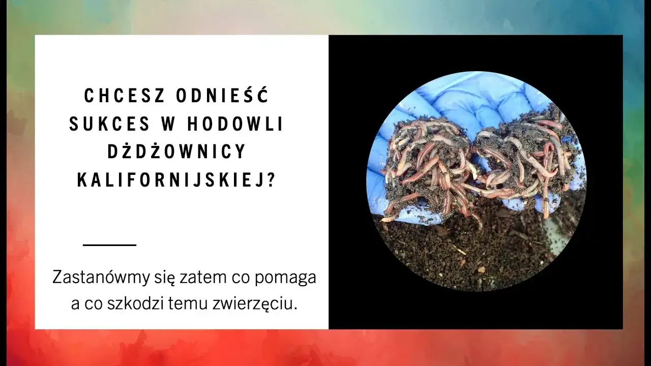 Jak rozmnażają się dżdżownice? Odkryj zaskakujące metody rozmnażania