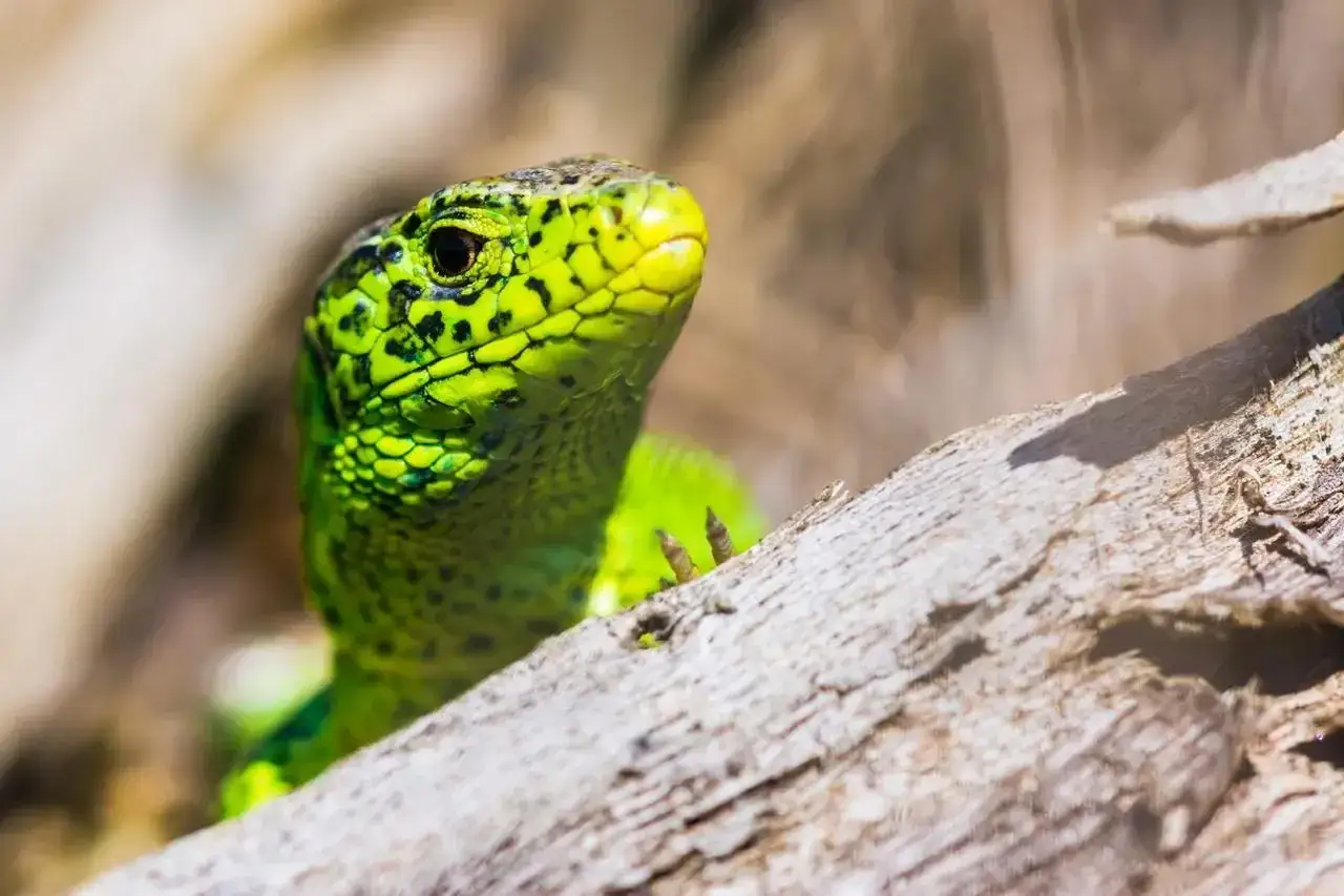 Co je jaszczurka? Poznaj jej zwyczaje, dietę i siedlisko