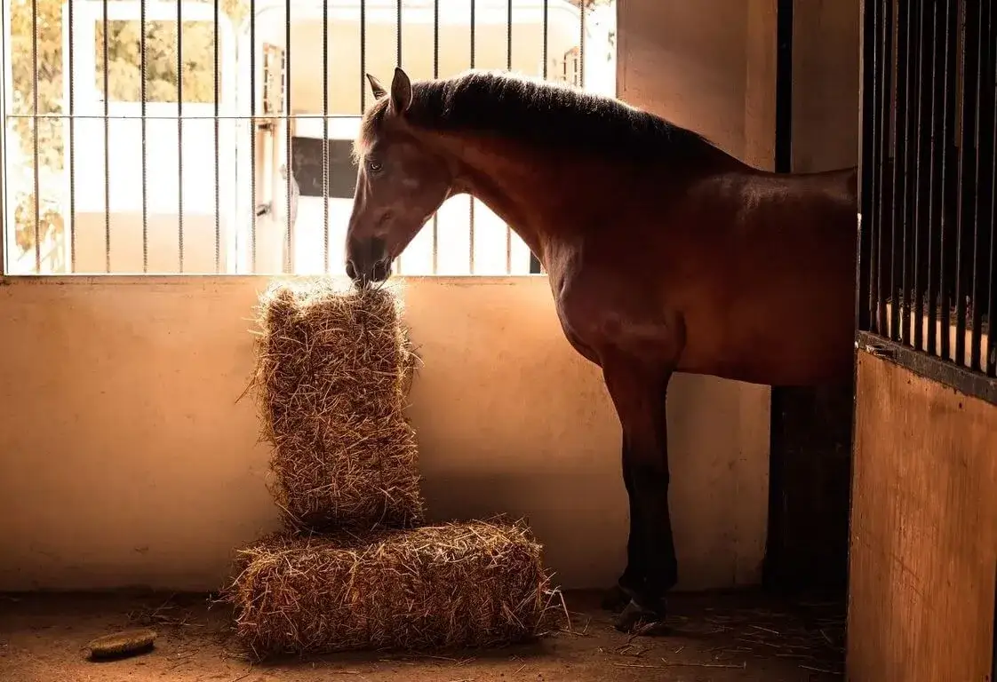 Jak karmić konia? Stwórz idealny plan żywienia w 5 krokach!