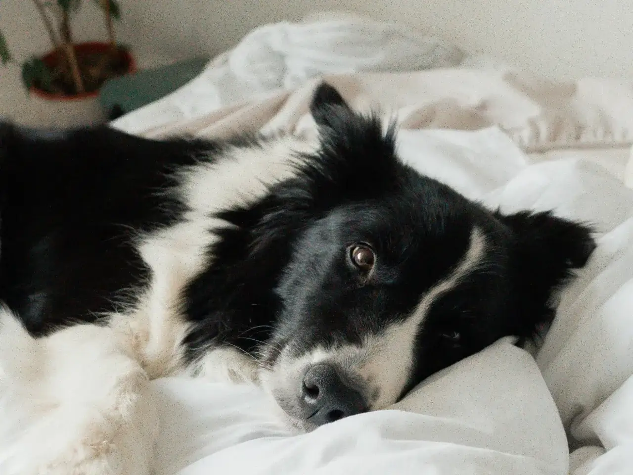 Sierść z pościeli? Poznaj sprawdzone metody usuwania krok po kroku