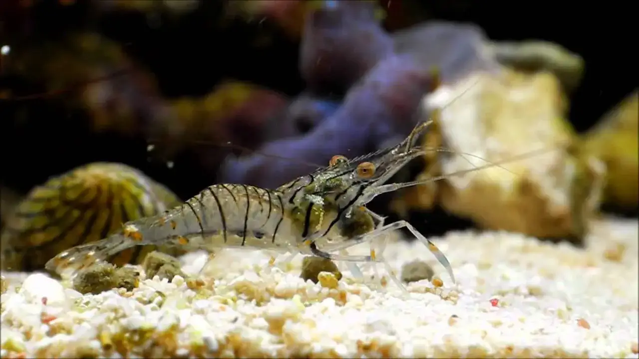 Czy krewetki są w Bałtyku? Odkryj ich tajemnice i gatunki