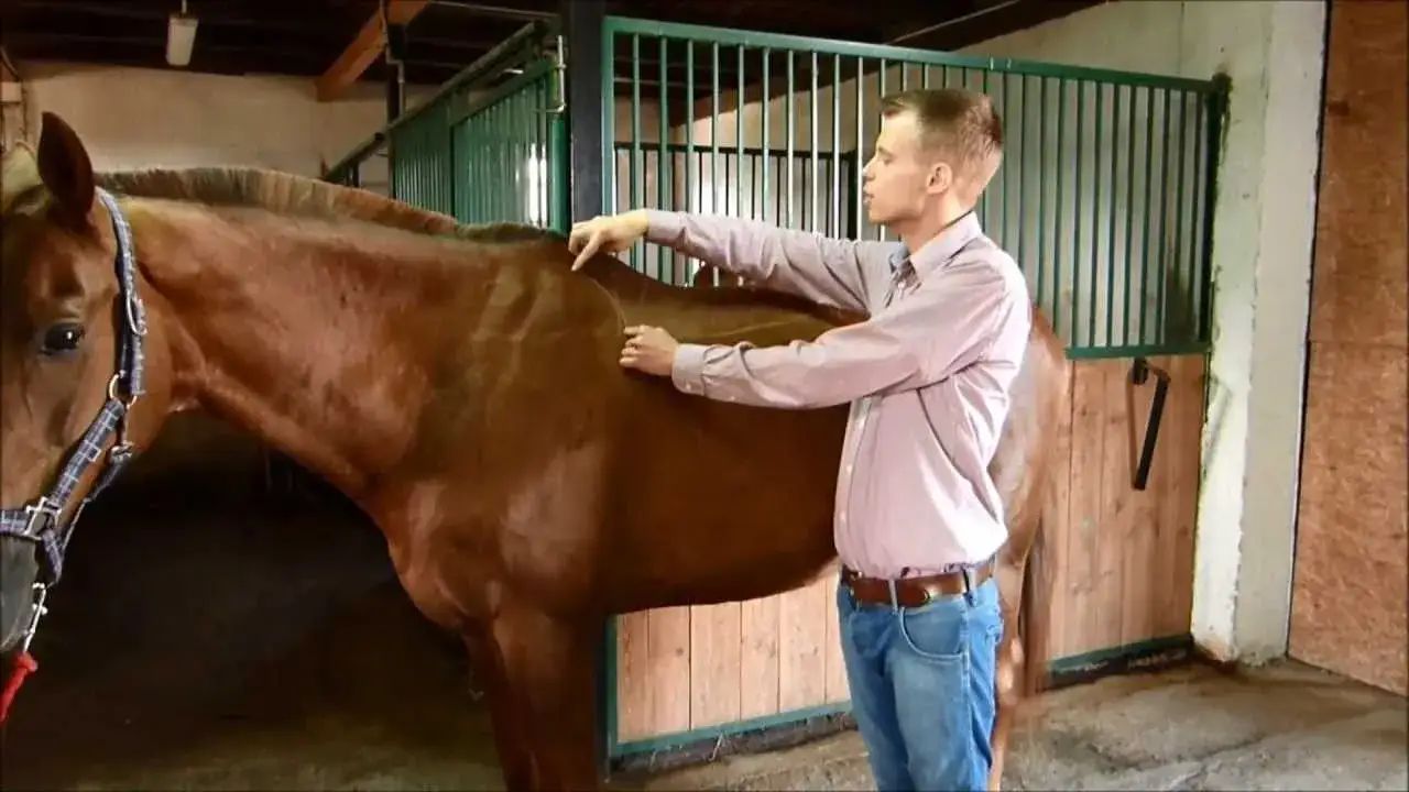 Jak zmierzyć rozmiar siodła, by uniknąć dyskomfortu konia