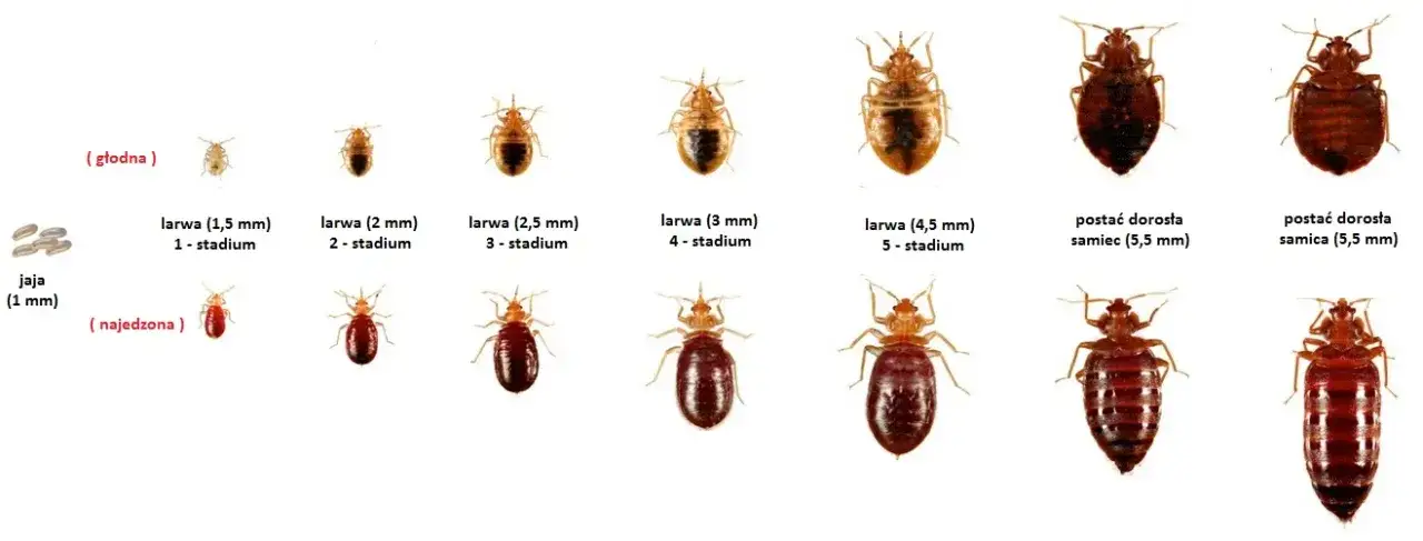 Jak szybko rozmnażają się pluskwy i jak temu zapobiec?