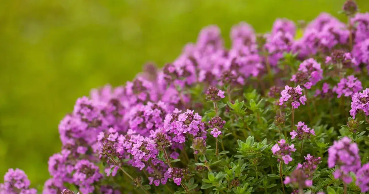 Macierzanka kiedy kwitnie: poznaj jej piękno od czerwca do września