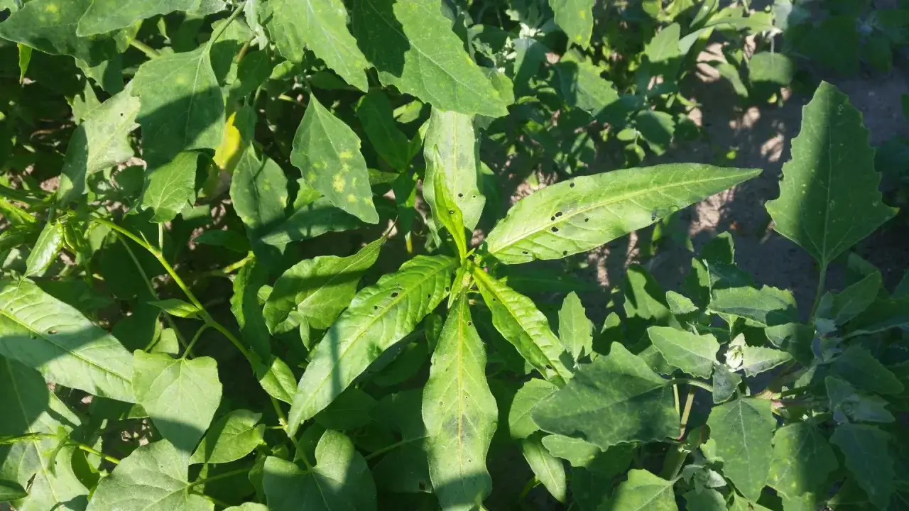 Jak skutecznie zwalczyć rdest chwast i chronić plony w uprawach