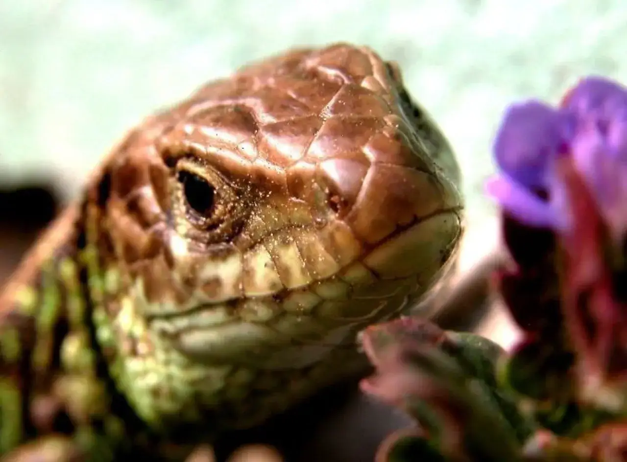 Czy jaszczurka zwinka gryzie? Rzadkie ugryzienia i co warto wiedzieć