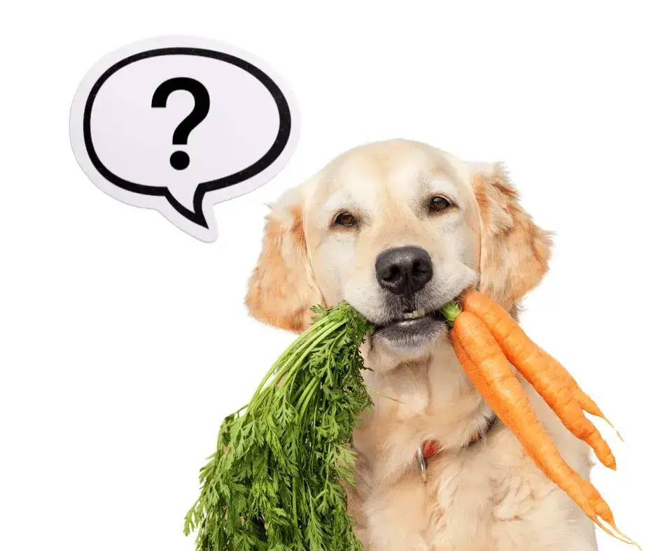 Czy pies może jeść surową marchewkę? Bezpieczne przekąski dla psów