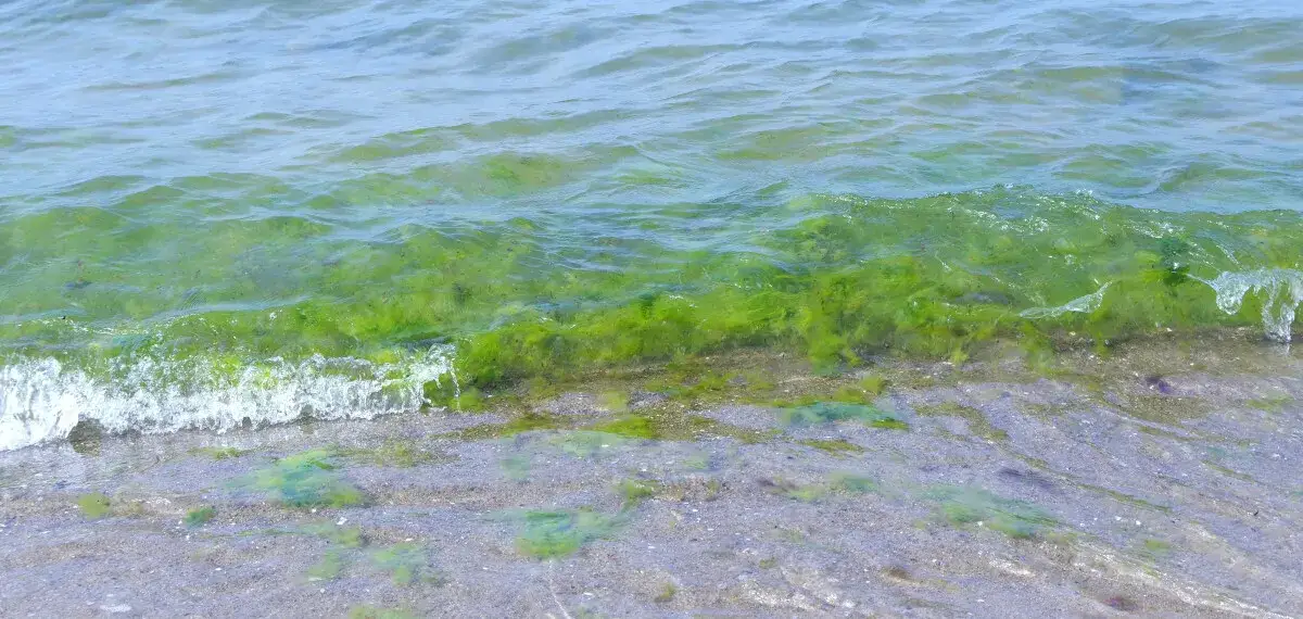Jak wyglądają sinice w Bałtyku i jak ich unikać dla zdrowia