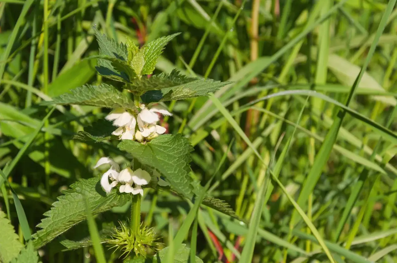 Twój ogród a białe chwasty: Wróg czy sprzymierzeniec?