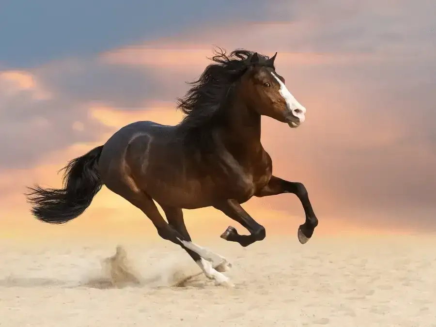 Jak wygląda koń gniady? Odkryj jego unikalne cechy i kolory