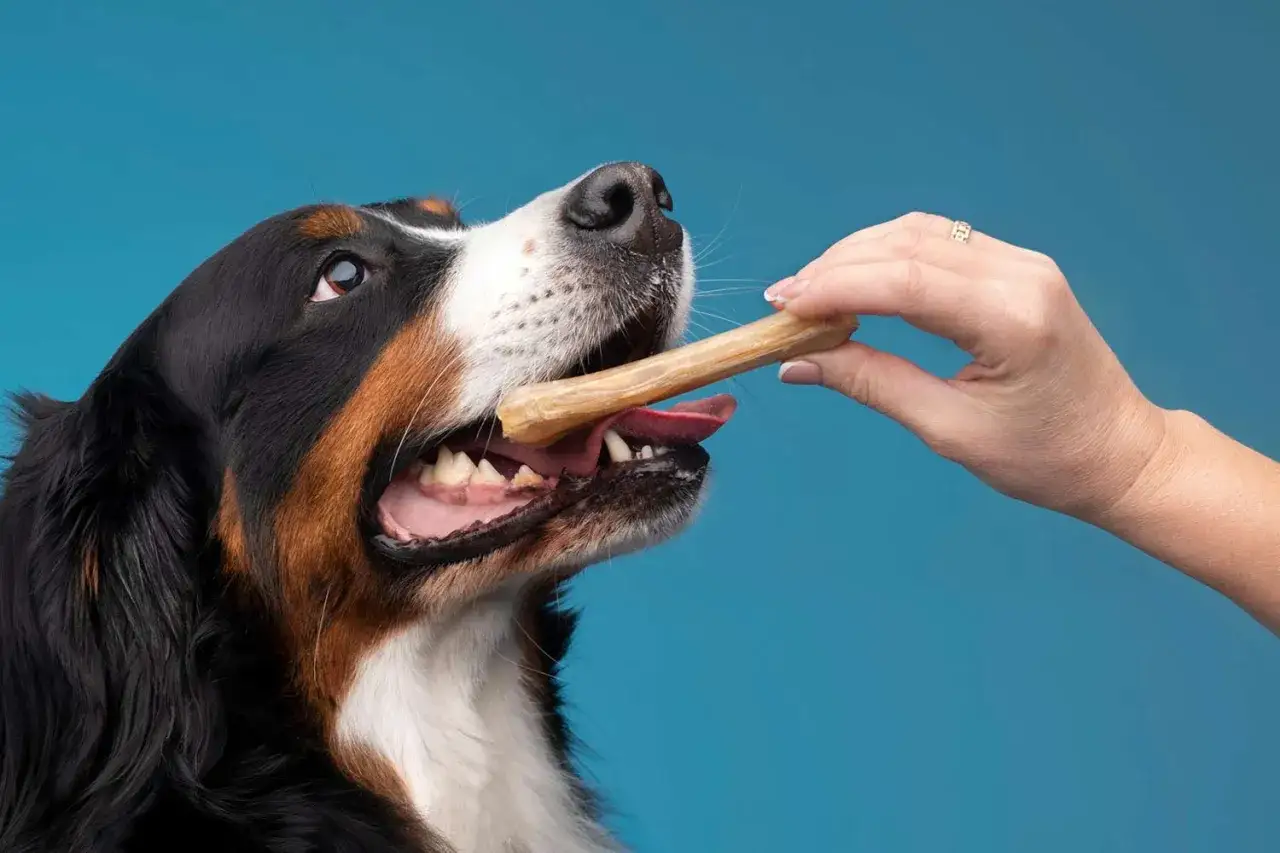 Kości wieprzowe dla psa: Czy to bezpieczne? Weterynarz odpowiada