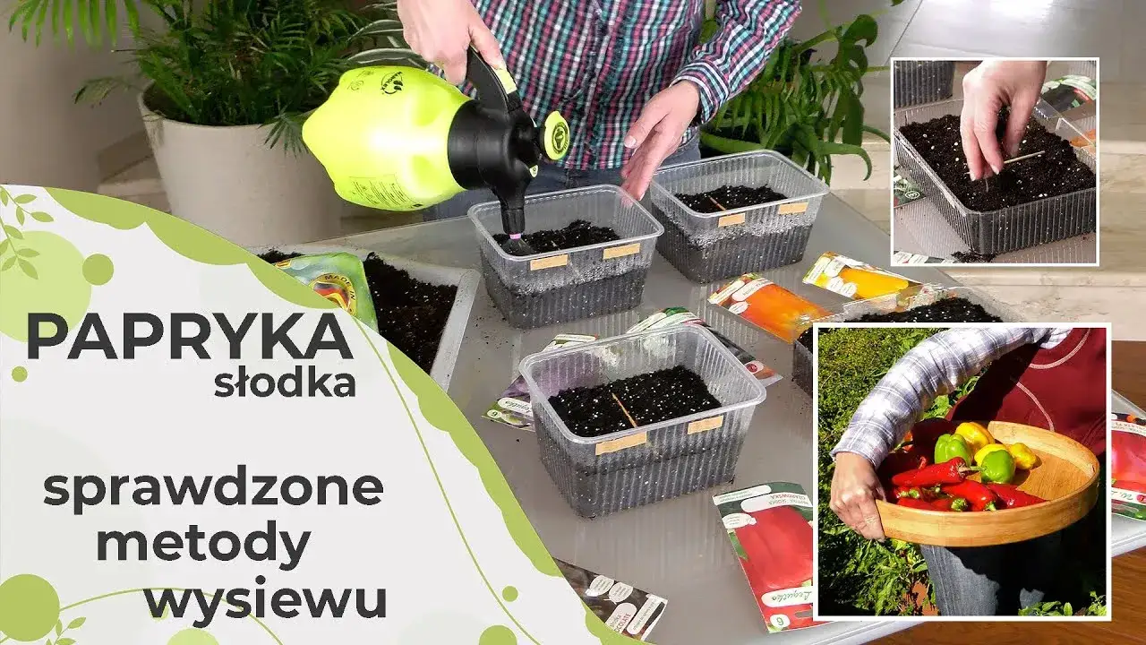 Jak sadzić paprykę? Poradnik od nasionka do pysznego zbioru