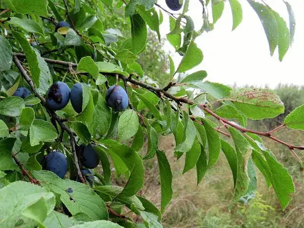 Kiedy sezon na śliwki węgierki? Sprawdź, by nie przegapić zbiorów