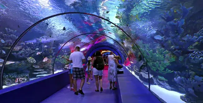 Oceanarium: Odkryj fascynujący świat morskich stworzeń w Polsce