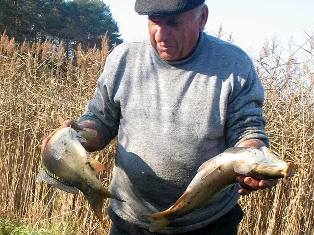 Czy pies może jeść karpia? Bezpieczeństwo i ryzyka dla zdrowia pupila