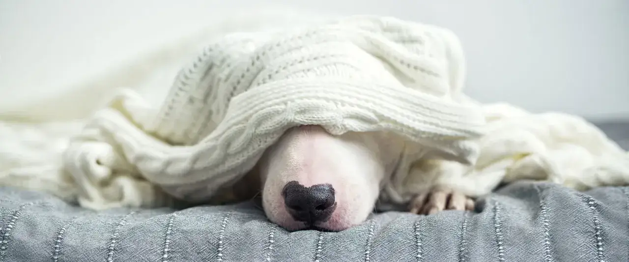 Biały piesek schowany pod ciepłym kocem, wygląda jakby miał przeziębienie u psa.