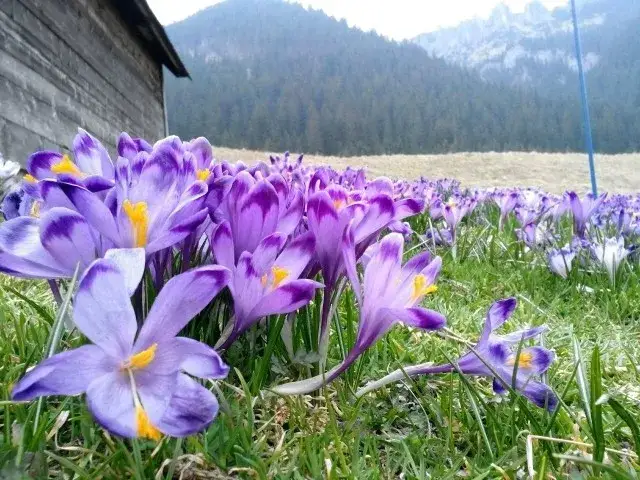 Kiedy krokusy w Dolinie Chochołowskiej zakwitną? Kompletny kalendarz