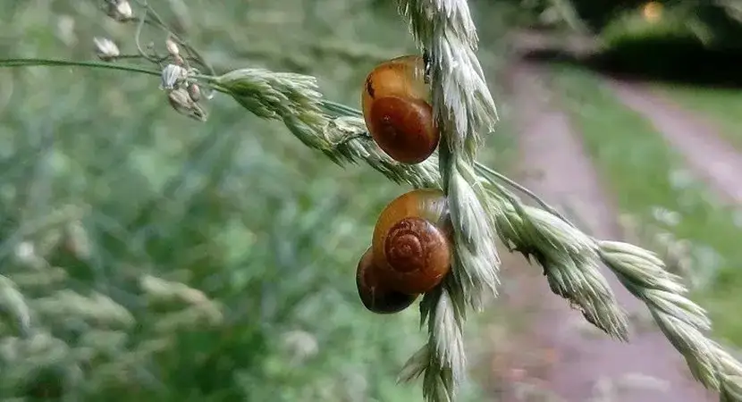 Gdzie zimują ślimaki? Odkryj ich tajemnicze schronienia na zimę