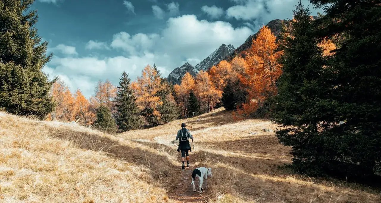 Wędrowiec z psem na jesiennym szlaku. Kolorowe drzewa i góry w tle. Babia Góra szlaki w pełnej krasie.