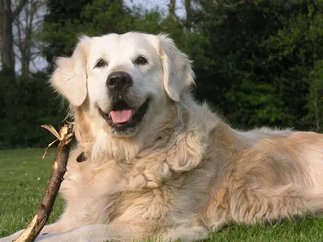Jak wychować golden retrievera: skuteczne metody i porady na sukces