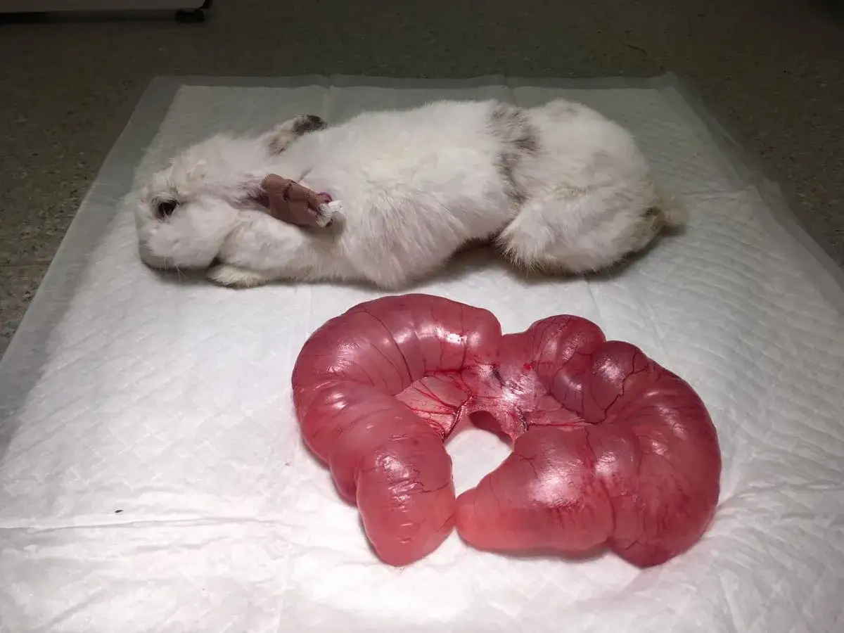 Biały królik leży obok usuniętego jelita. Weterynarz bada, czy królik ma cieczkę, analizując jego stan.