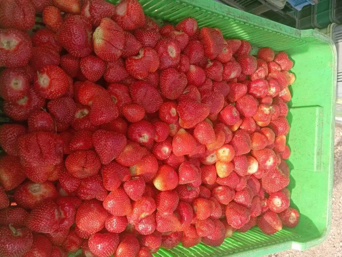 Po ile truskawki na skupie? Sprawdź aktualne ceny i trendy rynku