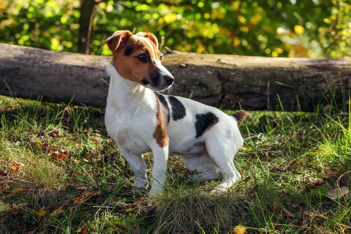 Jack Russell terrier ile żyje długo, nawet 15 lat! Ten energiczny piesek cieszy się życiem na łonie natury.