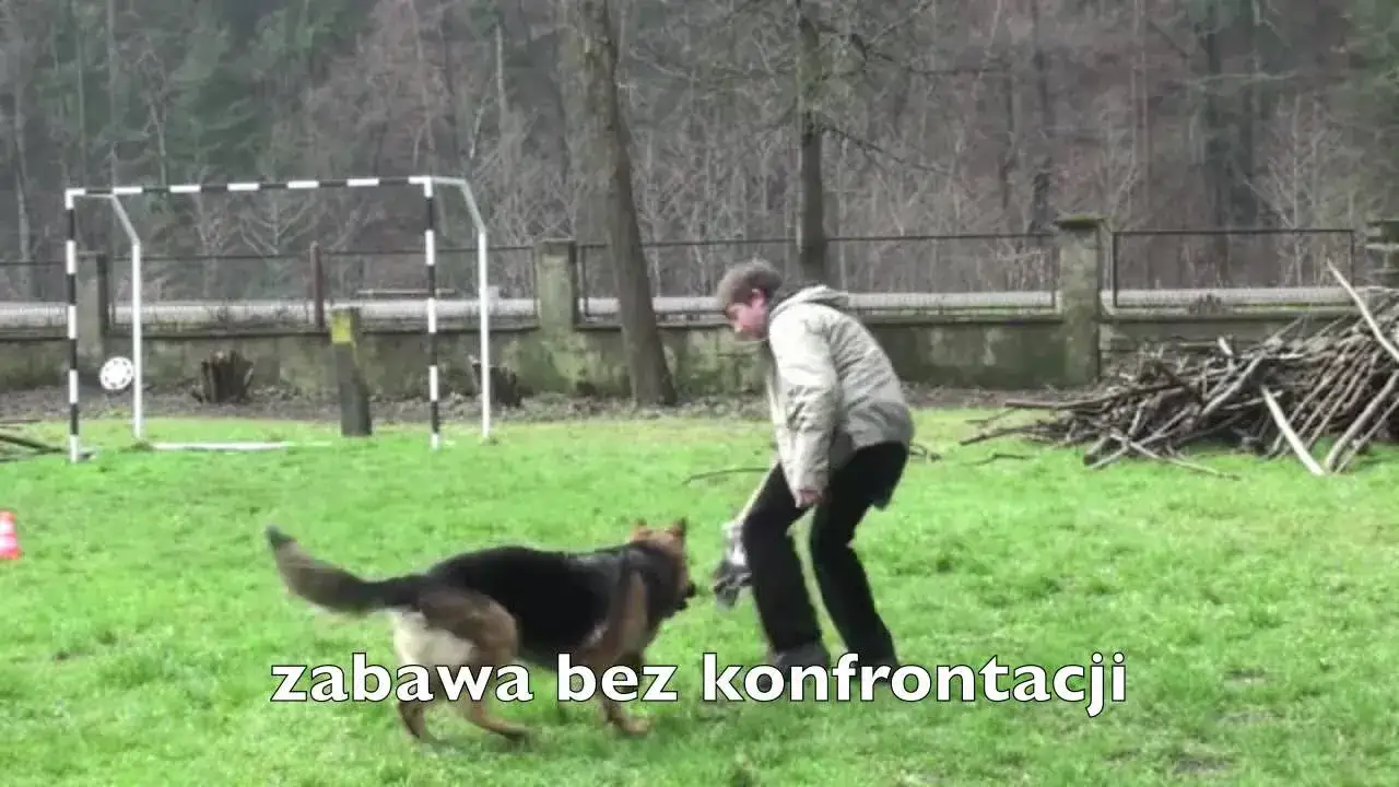 Jak wytresować owczarka niemieckiego i uniknąć problemów behawioralnych