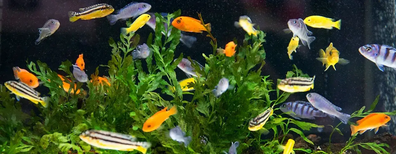Jak często karmić rybki w akwarium? Uniknij błędów w karmieniu