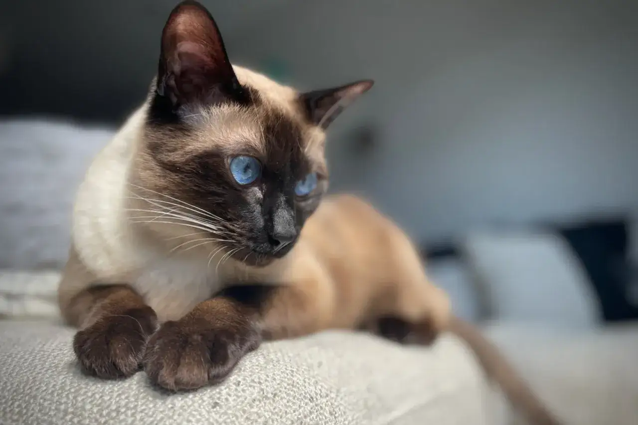 Koty, które mało linieją: Rasy idealne dla alergików i czystego domu