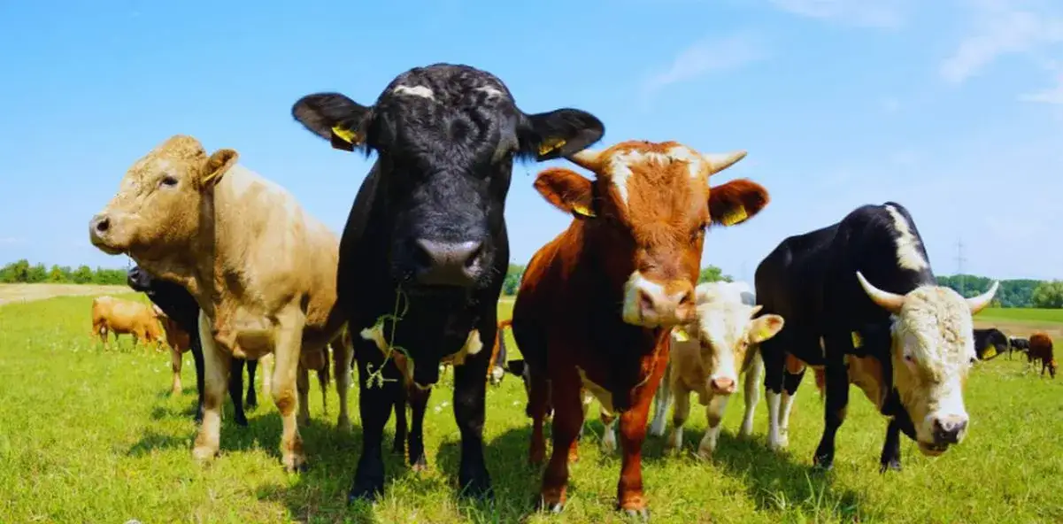 Ceny wołowiny za kilogram w Polsce: Jak uniknąć wysokich kosztów?